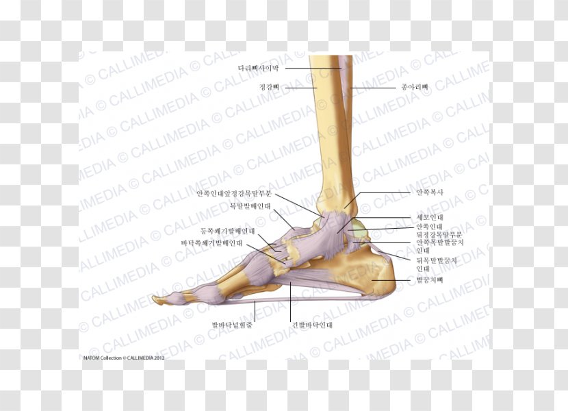 Finger Foot Deltoid Ligament Anatomy - Cartoon - Human Bein Transparent PNG