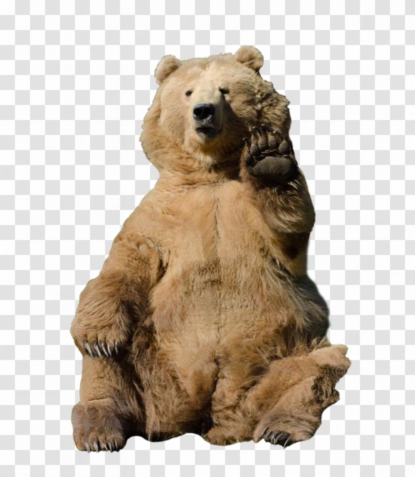 Grizzly Bear Rebrn.com Fur Animal - Brown Transparent PNG
