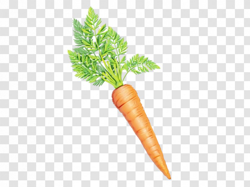 Carrot Cartoon - Daucus - Arracacia Xanthorrhiza Plant Transparent PNG