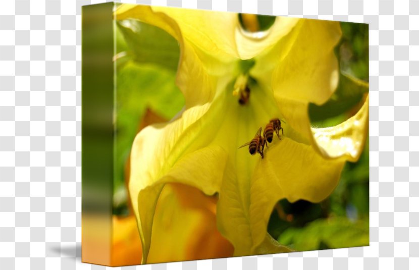 Honey Bee Nectar Close-up Wildflower - Closeup Transparent PNG