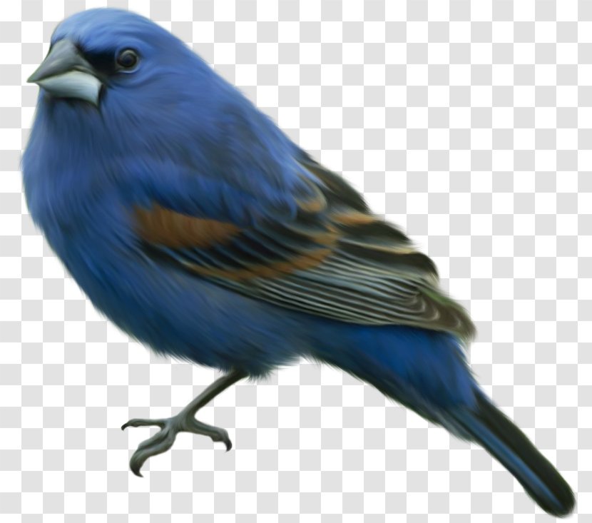 Eastern Bluebird Domestic Canary Finches - Wing - Bird Transparent PNG