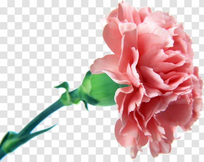 Carnation Cut Flowers Floristry Edible Flower - Rose Family - CARNATION Transparent PNG