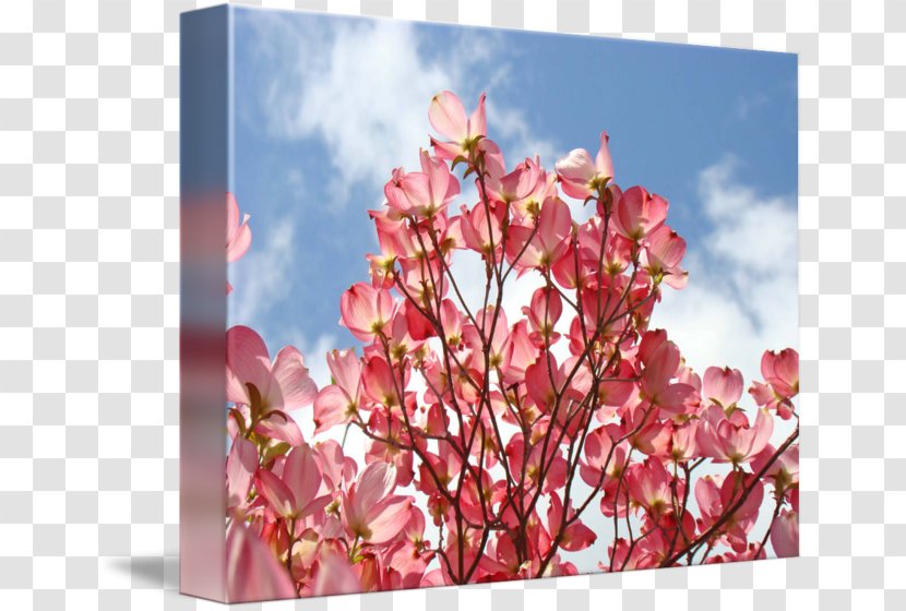 Flowering Dogwood Canvas Print Art Printing - Sky - Tree Transparent PNG