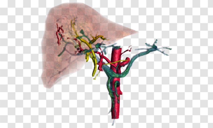 Chinese American IPA, Inc. Medical Imaging Digital Image Processing Login - Cartoon - Liver Transparent PNG