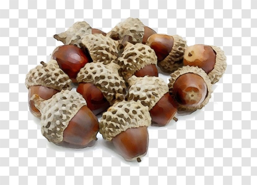 Watercolor Cartoon - Oak - Food Chestnut Transparent PNG