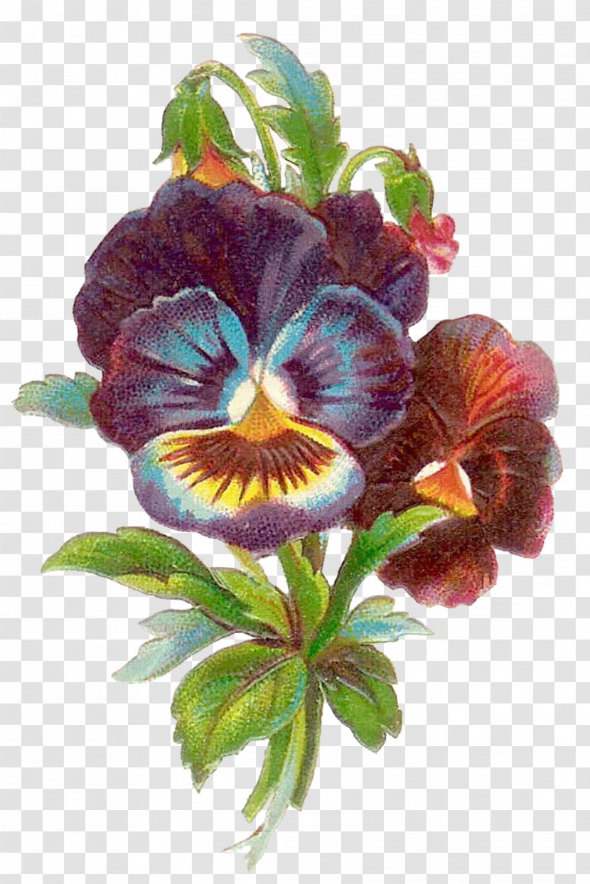 Pansy Antique Flower Clip Art - Plant - Vintage Transparent PNG