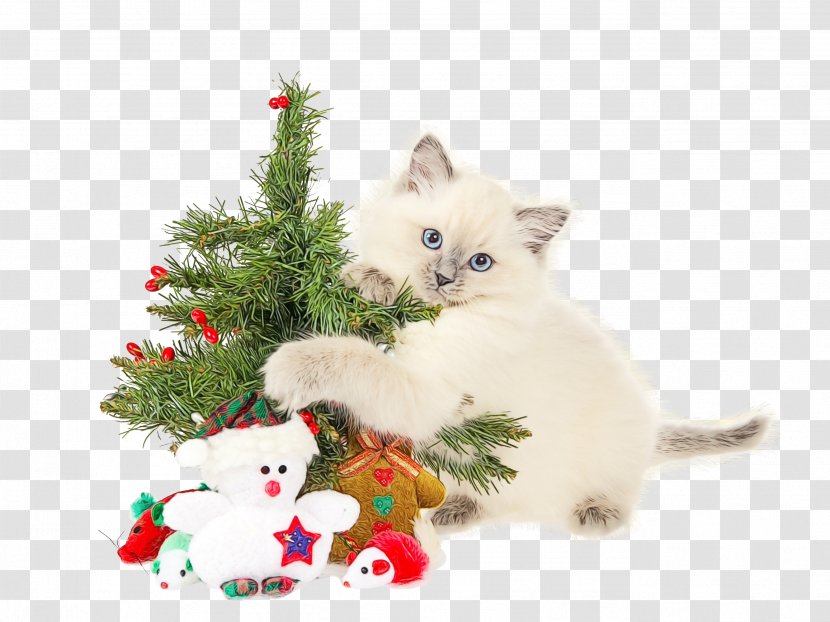 Christmas Tree - Small To Mediumsized Cats - Ornament Transparent PNG