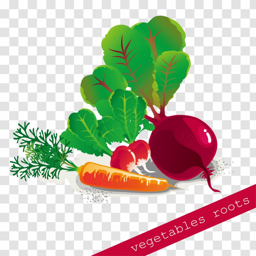 Vegetable Carrot - Radish - Hand-painted Pull Free Download Transparent PNG