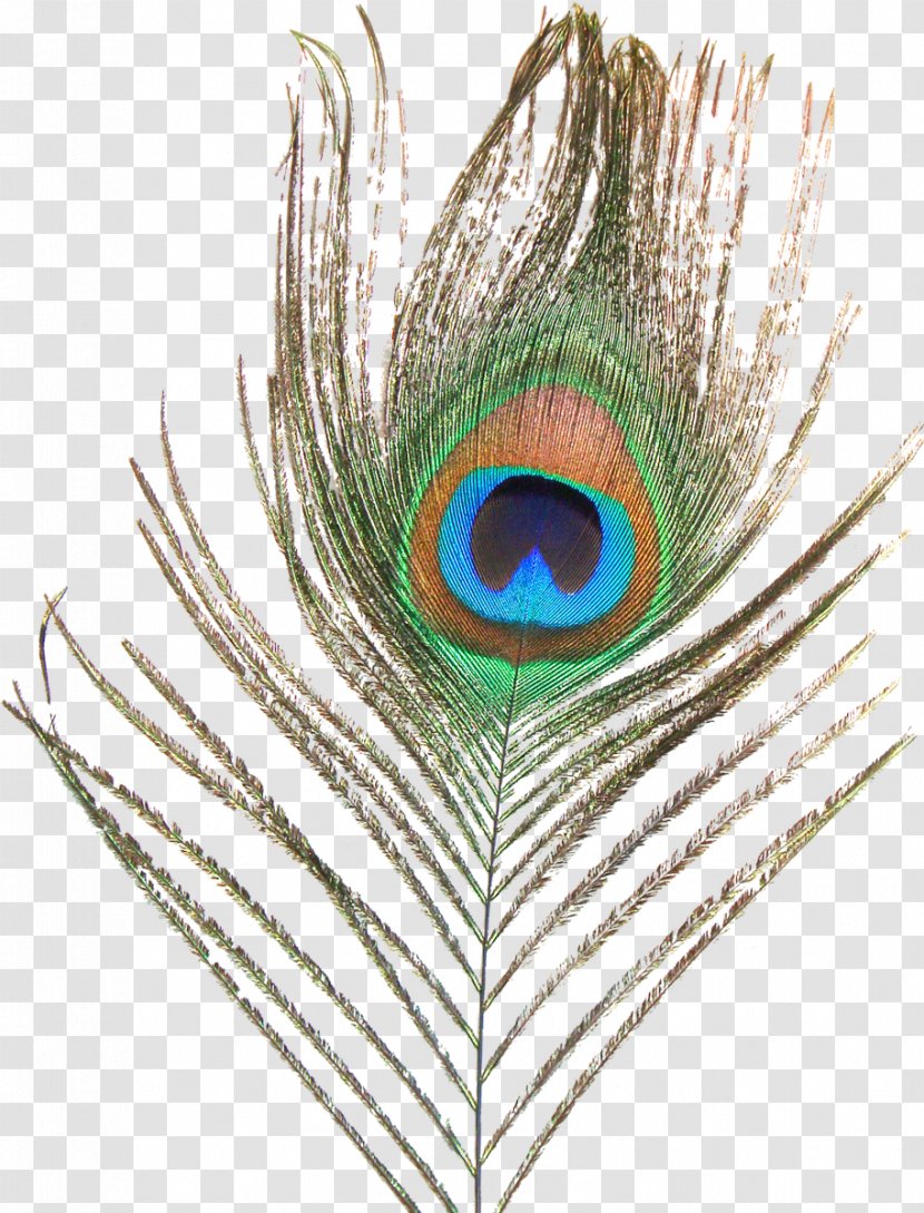 Feather Bird Peafowl Clip Art - Heart Transparent PNG