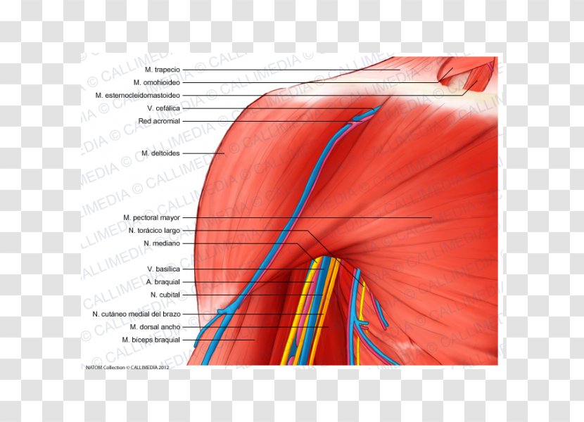 Shoulder Deltoid Muscle Nerve Anatomy - Silhouette - Basilica Transparent PNG