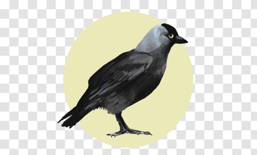 Tommy Shelby American Crow Drawing YouTube Television Show Transparent PNG