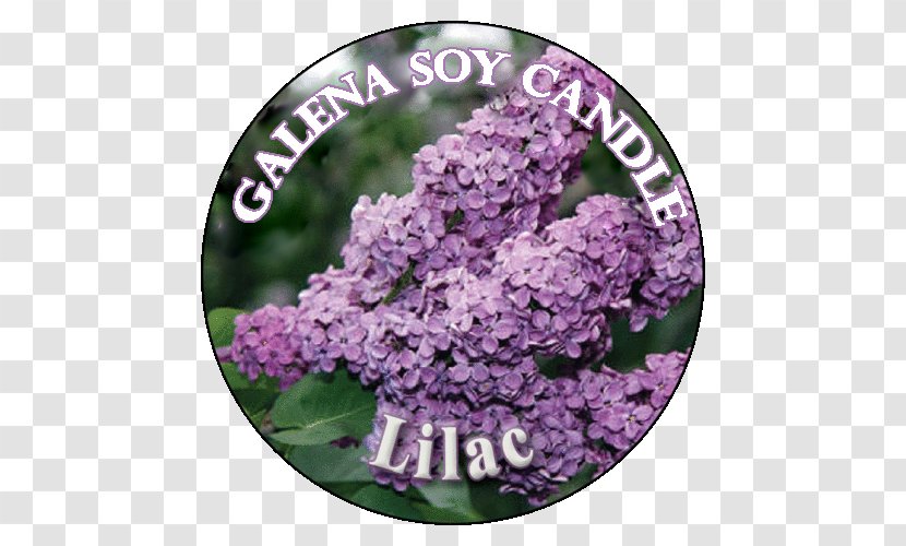 Lilac Hydrangea Pelletizing Lime Pound - Purple Transparent PNG