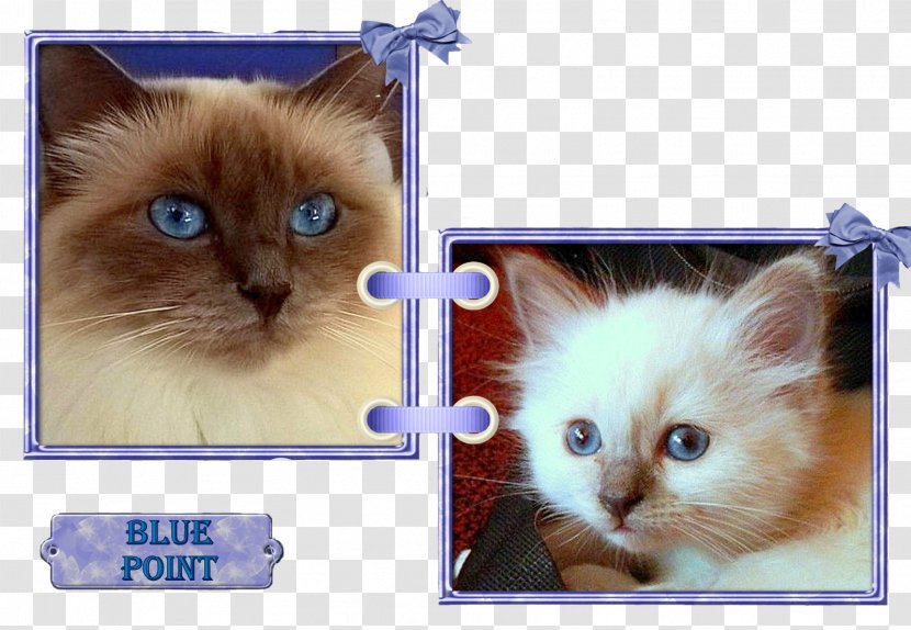 Birman Ragdoll Ragamuffin Cat Balinese Domestic Short-haired - Blue Point Transparent PNG