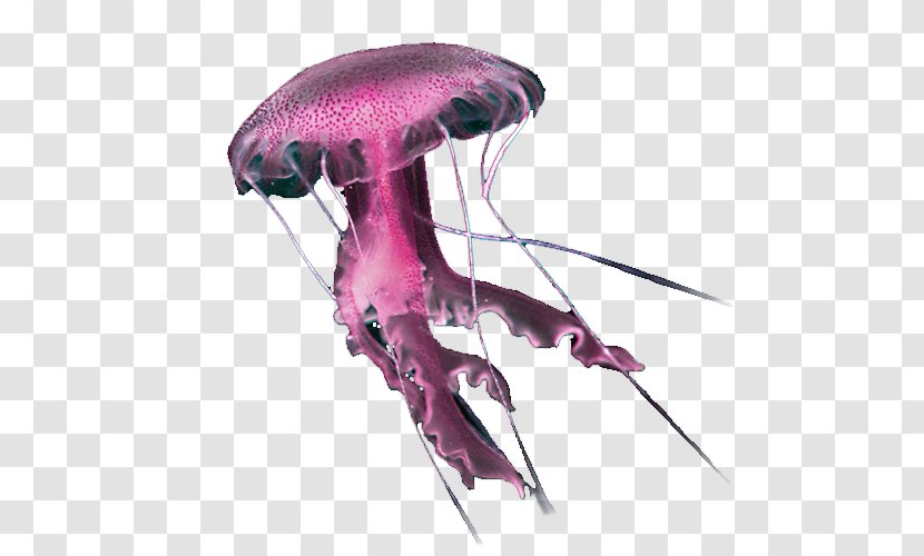 Invertebrate - Pink Transparent PNG