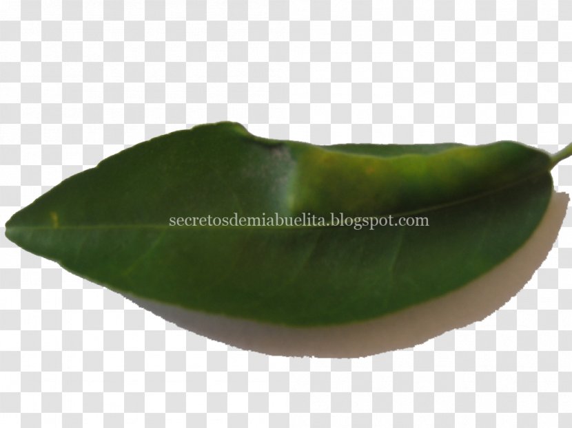 Bell Pepper Chili Leaf Orange - Vegetable - Abuelita Transparent PNG