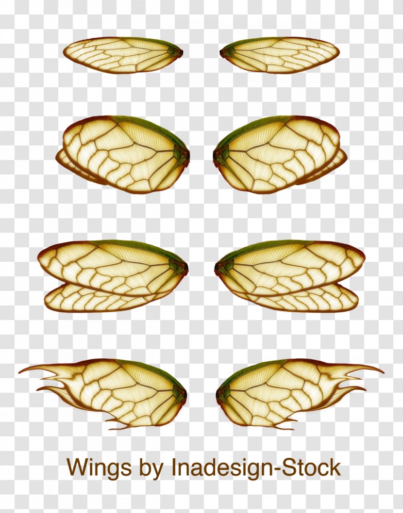 Insect Bee Bird Flickr - Commodity - Fantasy Wings Transparent PNG