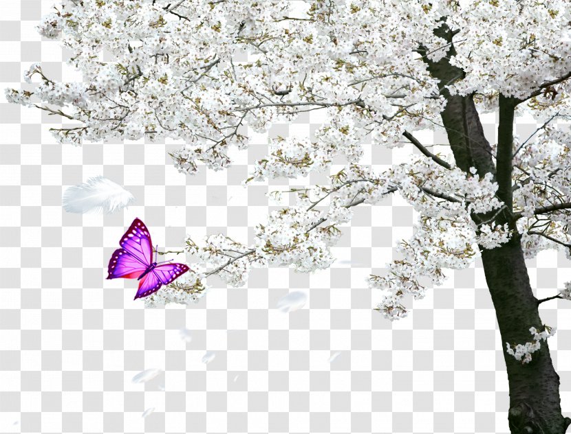 Cherry Blossom Tree Spring - A Transparent PNG
