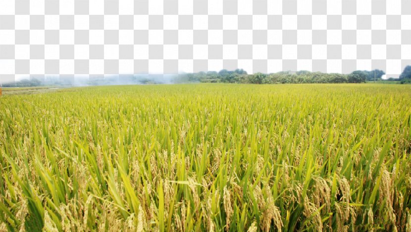 Agriculture Paddy Field Crop - Oryza Sativa - Harvested Rice Transparent PNG
