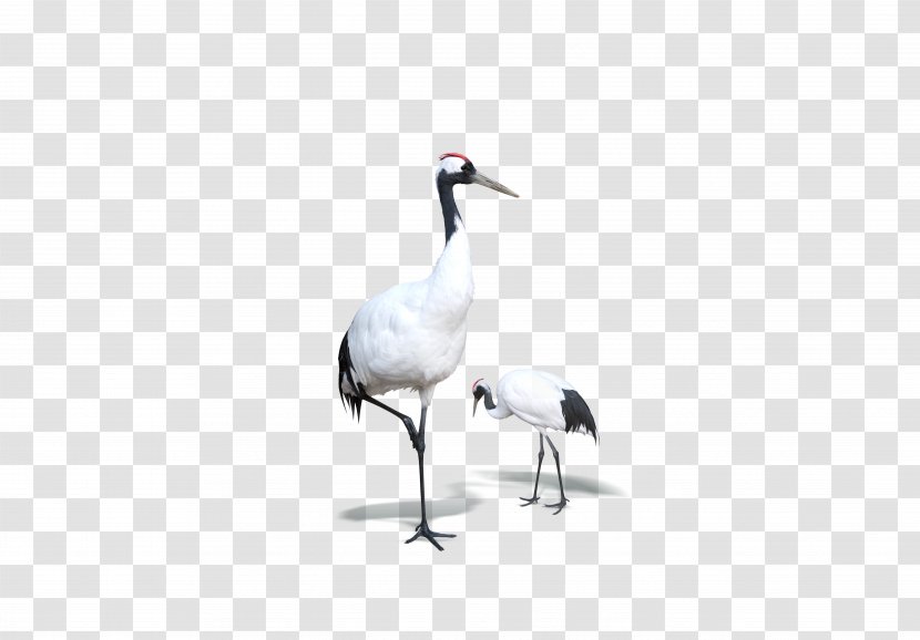 Red-crowned Crane Bird Goose - Fauna - White Transparent PNG
