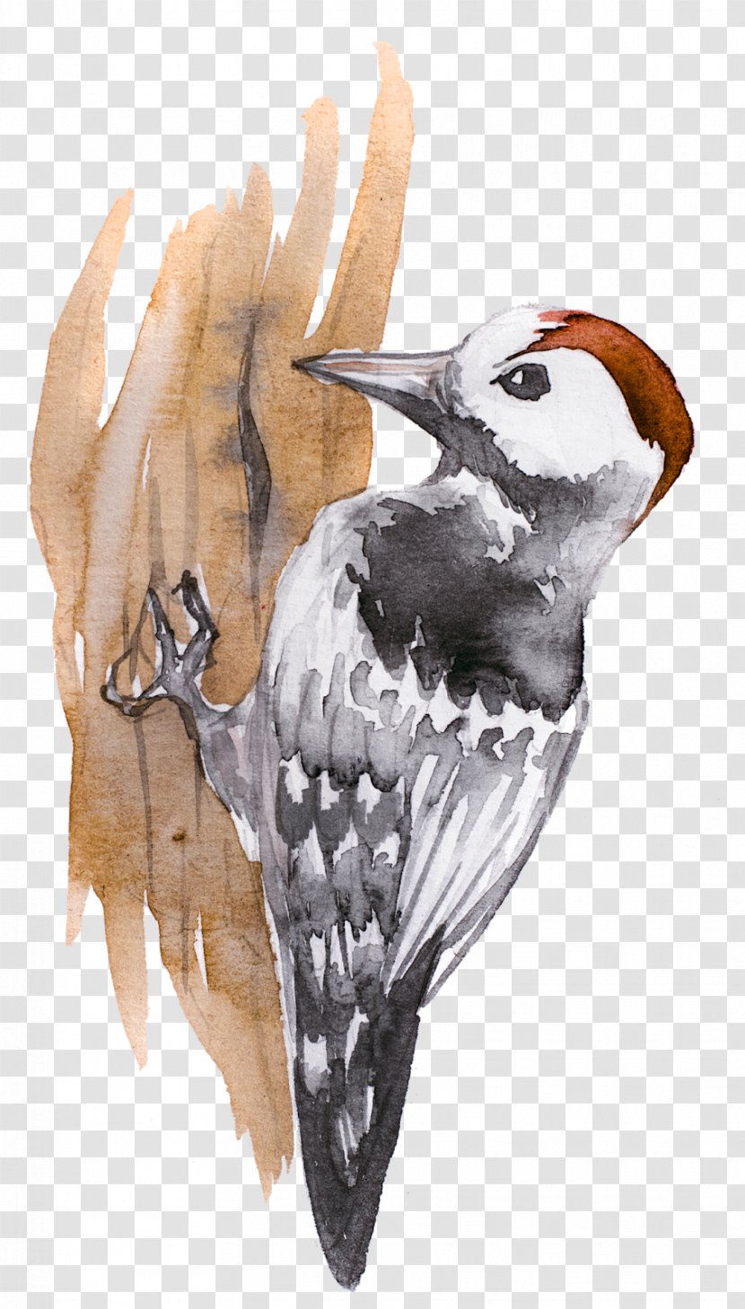Museum Svislochskiy Istoriko-Krayevedcheskiy Muzey Illustration Graphics Clip Art - Wing - Woodpecker Transparent PNG