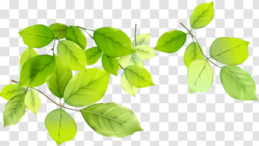 Desktop Wallpaper Clip Art - Herb - Leaf Transparent PNG