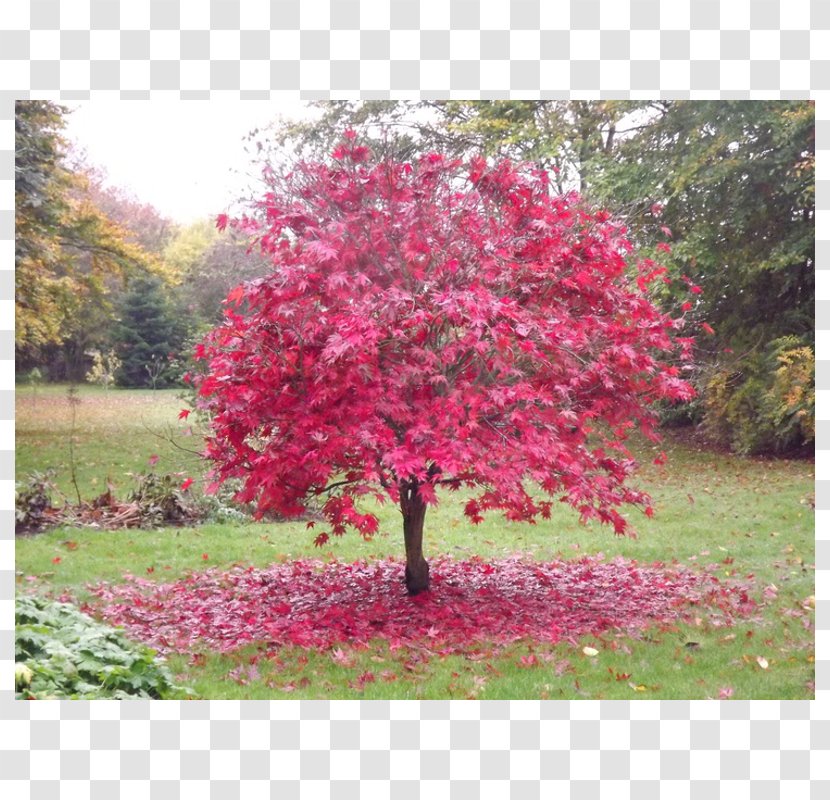 Japanese Maple Red Tree Garden Green - Blossom - Acer Palmatum Thunb Transparent PNG