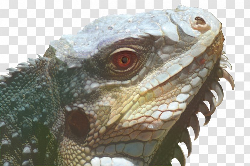 Mouth Cartoon - Portrait - Dragon Lizard Jaw Transparent PNG