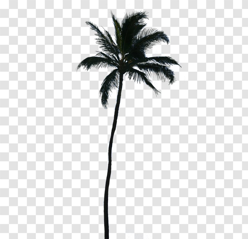 Palm Trees Clip Art Sabal Branch Coconut Transparent PNG