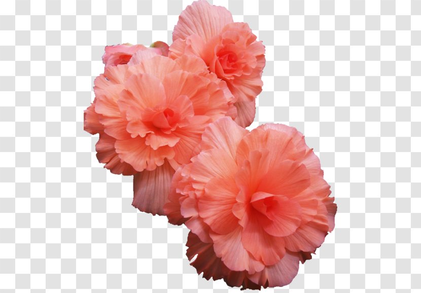 Pink Flowers Lilium Columbianum Rose Wreath - Family - Peach Transparent PNG