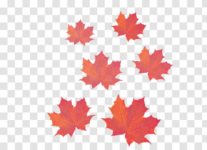 Maple Leaf - Red - Deciduous Plane Transparent PNG