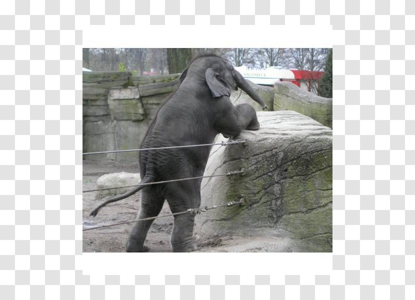 Tierpark Hagenbeck ZOOM Erlebniswelt Gelsenkirchen Indian Elephant African - Mammal - Zoo Muser Gmbh Transparent PNG