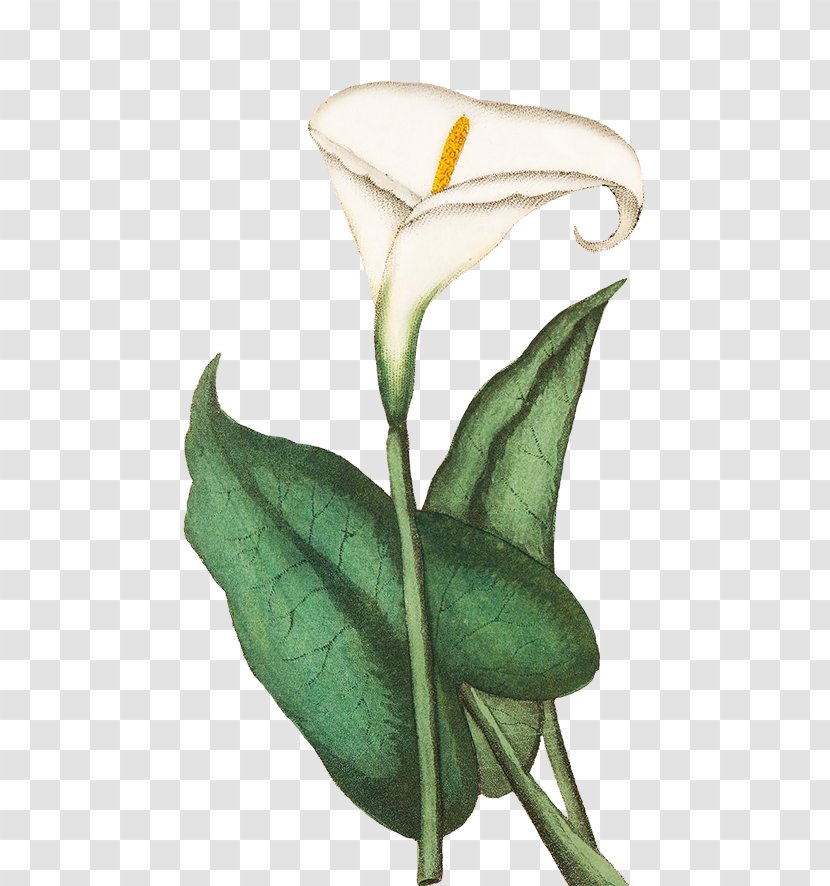 Greeting & Note Cards Drawing Flower Sketch - Plant Stem - Callalily Transparent PNG