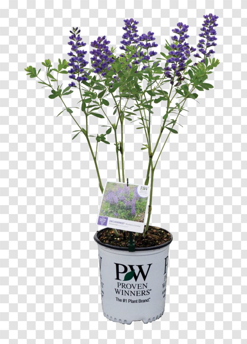 English Lavender Baptisia Australis Shrub Plant Blueberry - Herb Transparent PNG