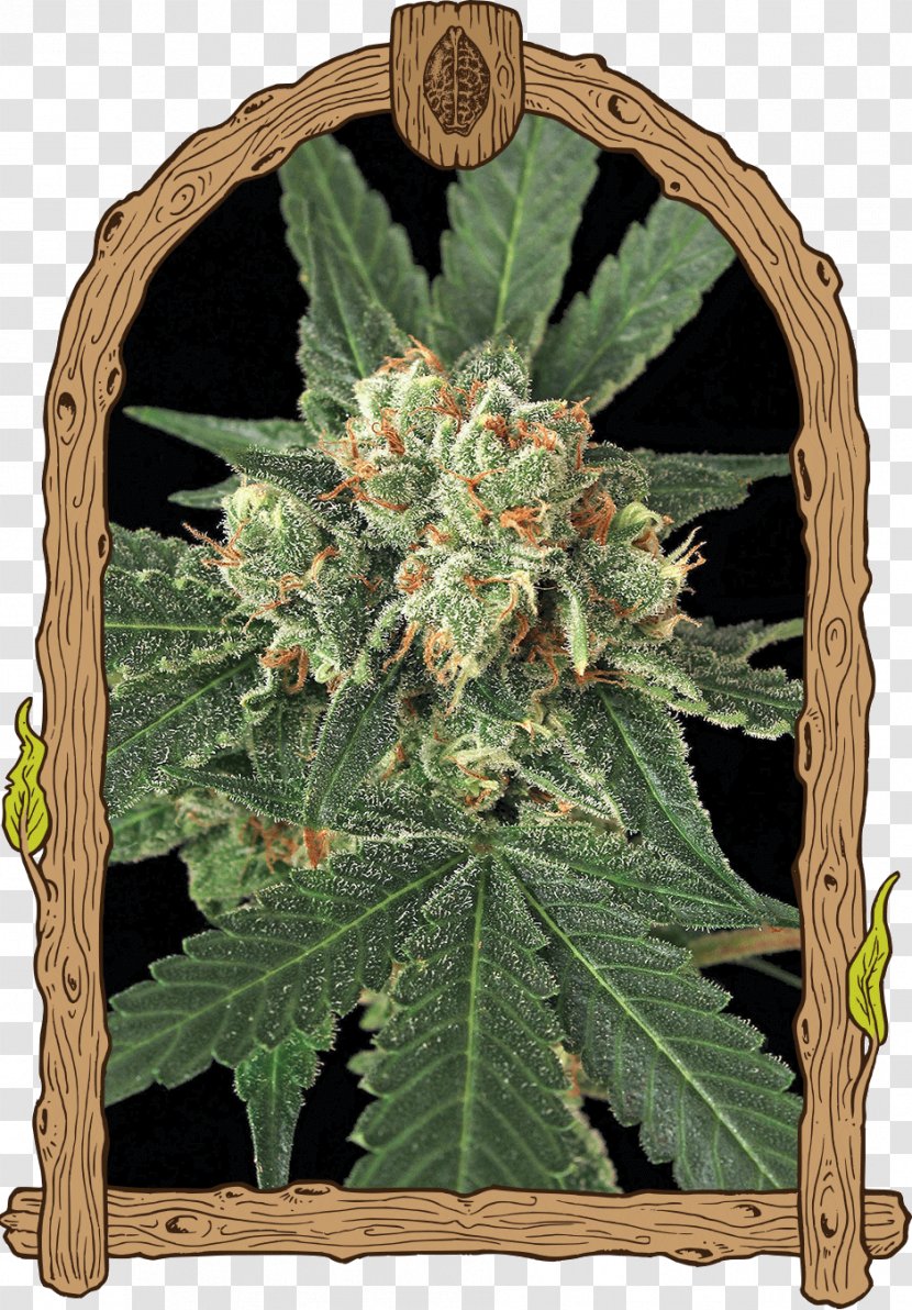 Seed Bank Haze Autoflowering Cannabis Germination - Sensi Seeds Transparent PNG