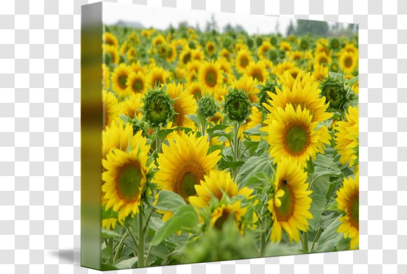 Common Sunflower Seed Annual Plant Sunflowers - Flower - Field Transparent PNG