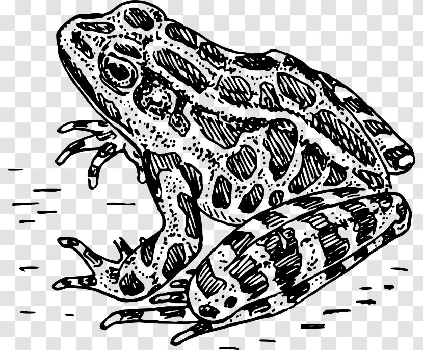 Frog Amphibian Drawing Clip Art Transparent PNG