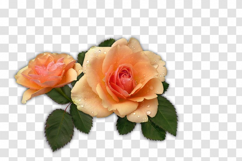 Garden Roses Apricot Fruit Cabbage Rose Image - Pink - Flower Transparent PNG