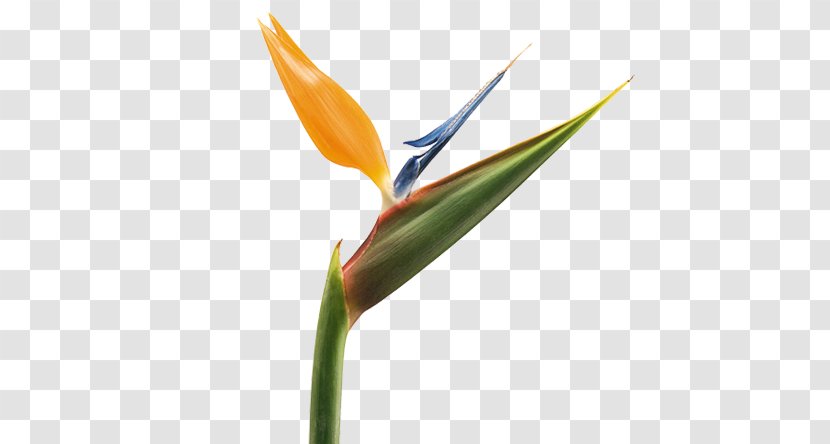 Bird Of Paradise Flower Bird-of-paradise Lobster-claws - Birdofparadise Plants - Strelitzia Transparent PNG