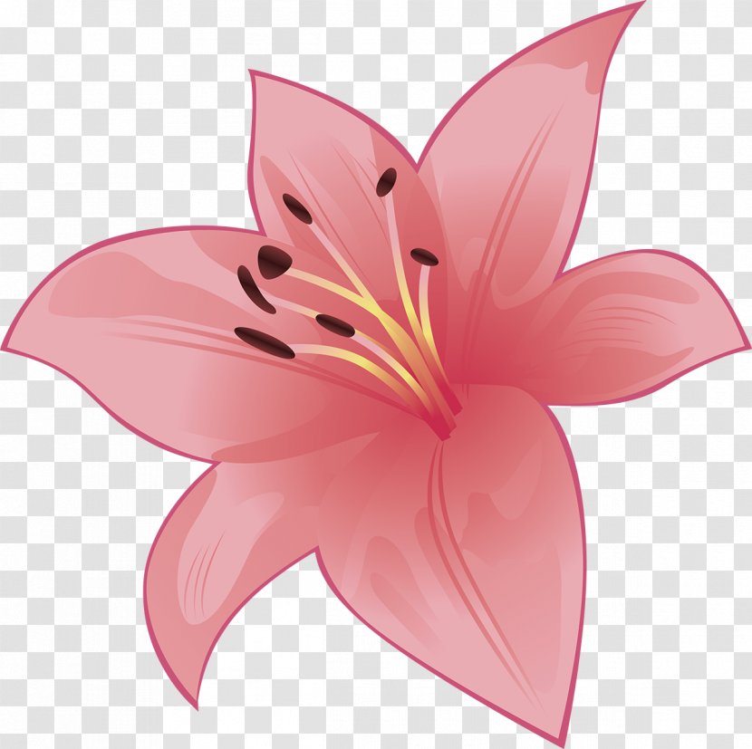 Cut Flowers Liliaceae Plant Lilium - Family - Lilly Transparent PNG