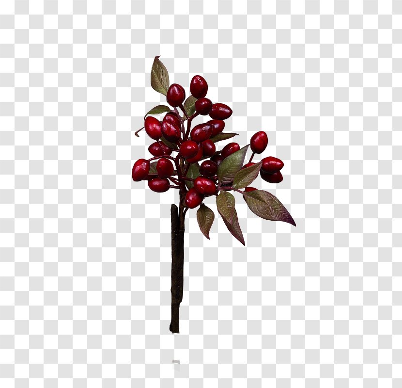 Cornelian Cherry Plants Common Peony Flowering Plant - Cherimoya - Asian Dogwood Blossoms Transparent PNG