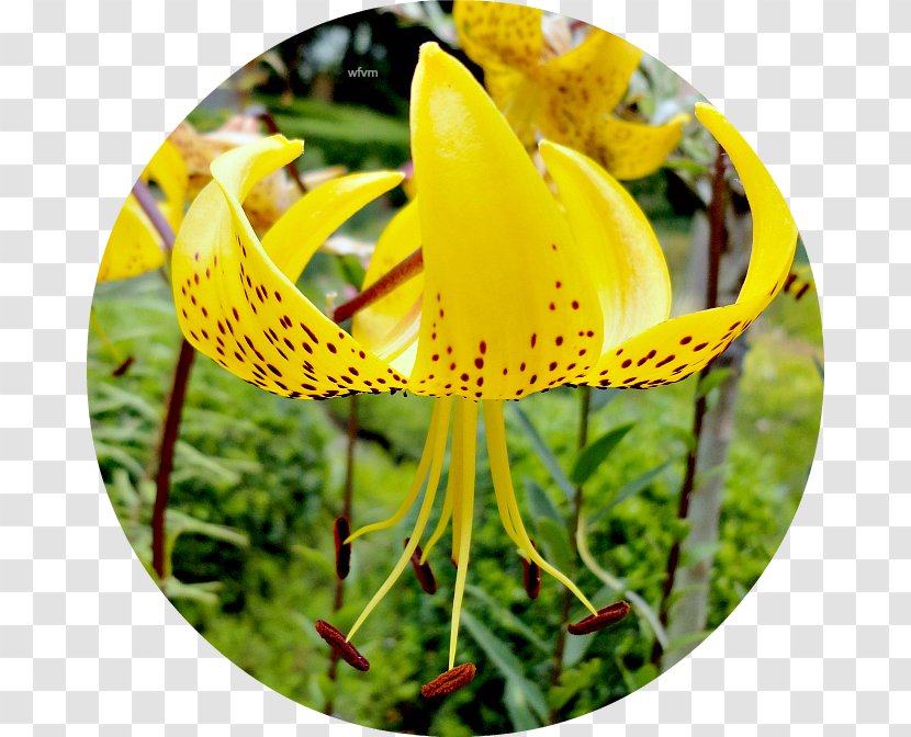 Lily M - Plant - Flora Transparent PNG