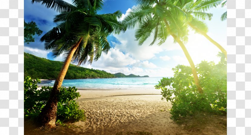 Beach Hut Desktop Wallpaper Palm High-definition Television - Shore - Beaches Transparent PNG