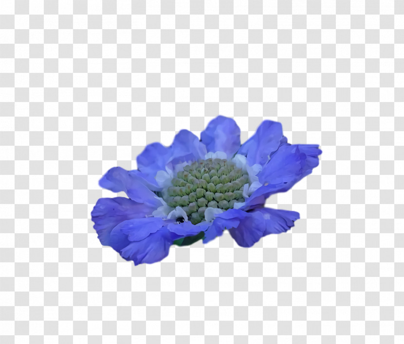 Anemone Chrysanthemum Transparent PNG