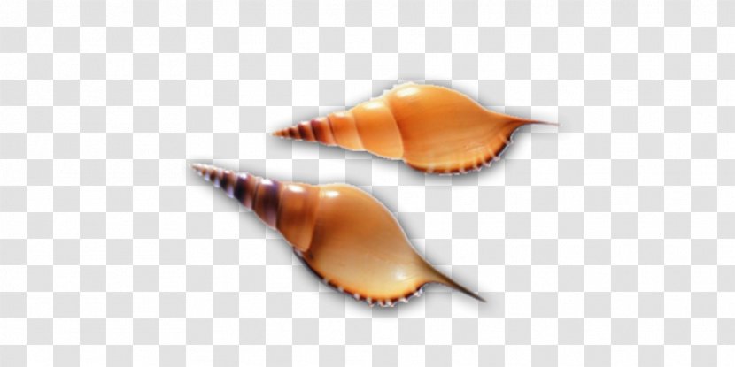 Seashell Molluscs Computer File - Conch - Two Transparent PNG