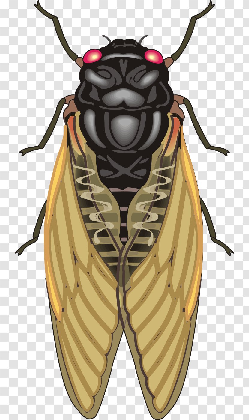 Insect Cicadas Clip Art - Pest - Realistic Vector Material Cockroach Transparent PNG