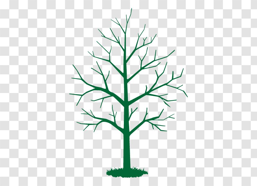 Twig Leaf Vector Graphics Tree Stock Photography - Woody Plant - Pine Family Transparent PNG