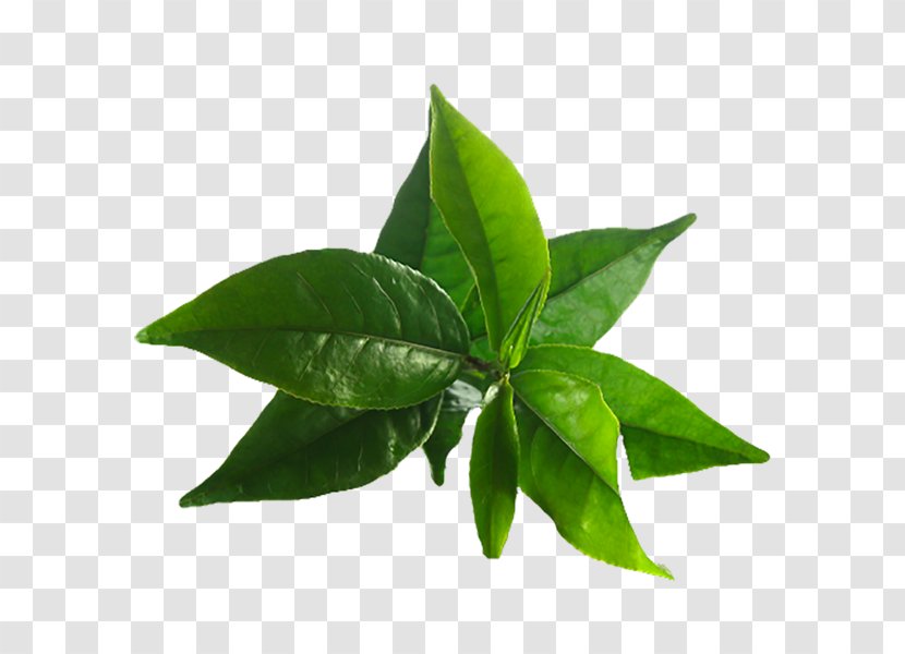 Green Tea Matcha Tree Oil Camellia Sinensis - Plant Transparent PNG