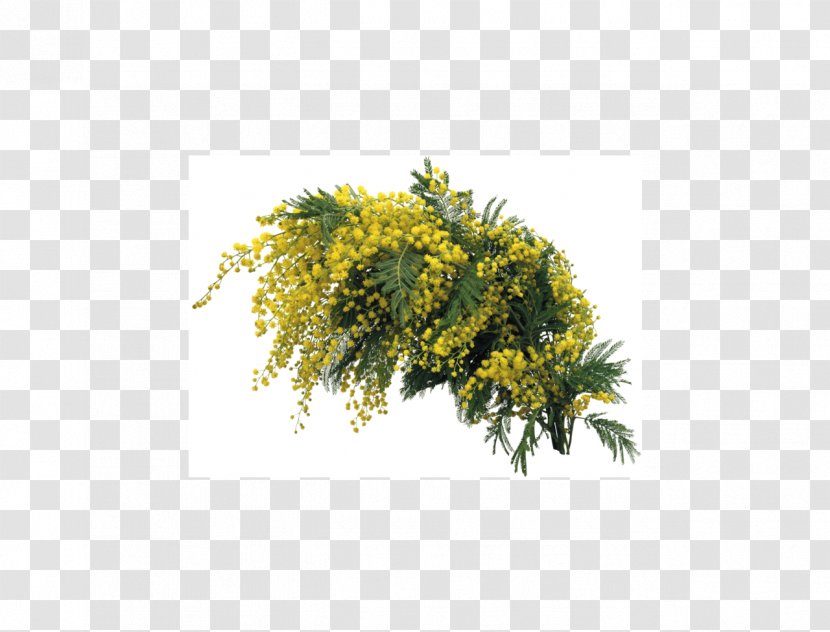 Mimosa Salad Desktop Wallpaper - Shrub - Flower Transparent PNG