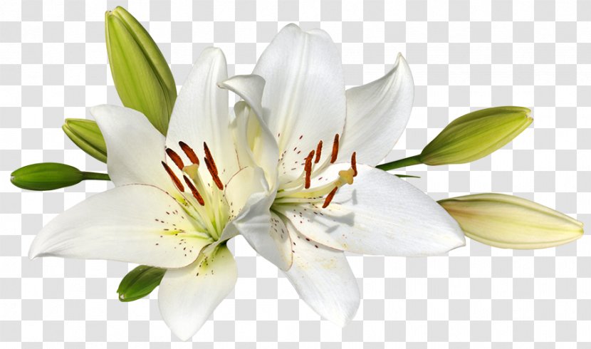 Easter Lily Flower Stock Photography Clip Art - Stamen - Lilies Transparent PNG