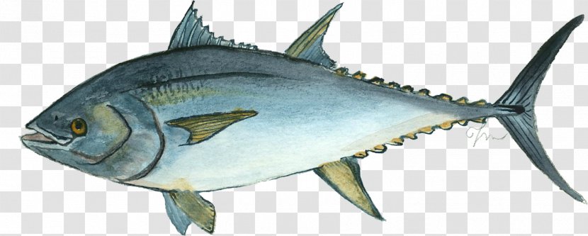 Mackerel Atlantic Bluefin Tuna Thunnus Oily Fish - Scombridae Transparent PNG